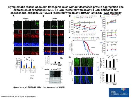 Symptomatic rescue of double‐transgenic mice without decreased protein aggregation The expression of exogenous HMGB1‐FLAG (detected with an anti‐FLAG antibody)