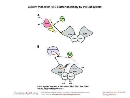 Current model for Fe-S cluster assembly by the Suf system.