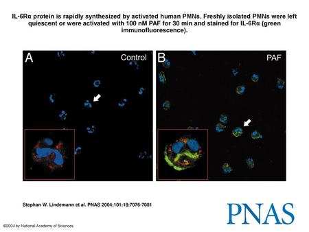 IL-6Rα protein is rapidly synthesized by activated human PMNs