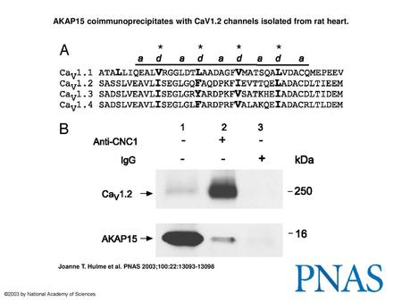 AKAP15 coimmunoprecipitates with CaV1