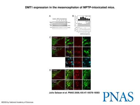 DMT1 expression in the mesencephalon of MPTP-intoxicated mice.