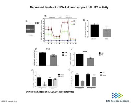 Decreased levels of mtDNA do not support full HAT activity.