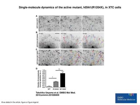 Single‐molecule dynamics of the active mutant, hDIA1(R1204X), in XTC cells Single‐molecule dynamics of the active mutant, hDIA1(R1204X), in XTC cells A–DGFP‐tagged.