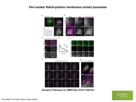 Peri‐nuclear Rab34‐positive membranes contact lysosomes