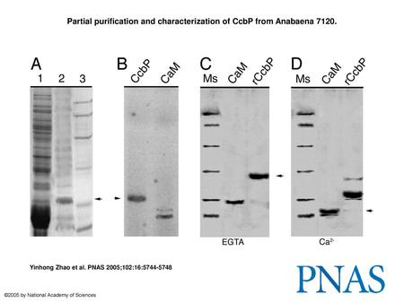 Partial purification and characterization of CcbP from Anabaena 7120.