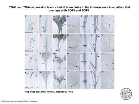 TGA1 and TGA4 expression is enriched at boundaries in the inflorescence in a pattern that overlaps with BOP1 and BOP2. TGA1 and TGA4 expression is enriched.