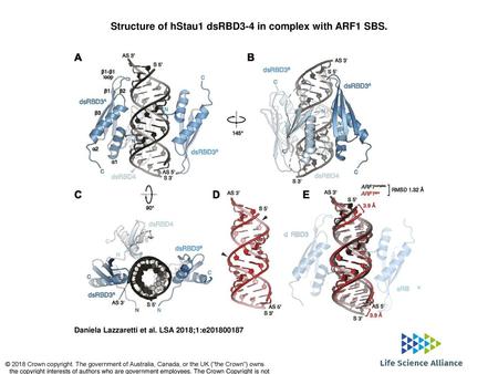 Structure of hStau1 dsRBD3-4 in complex with ARF1 SBS.