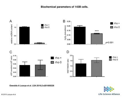 Biochemical parameters of 143B cells.