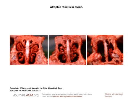 Atrophic rhinitis in swine.