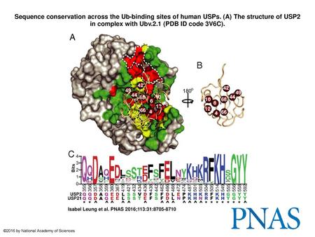 Sequence conservation across the Ub-binding sites of human USPs