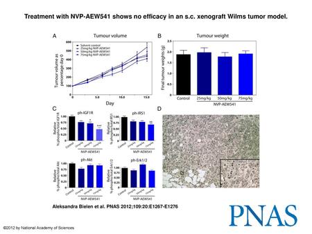 Treatment with NVP-AEW541 shows no efficacy in an s. c