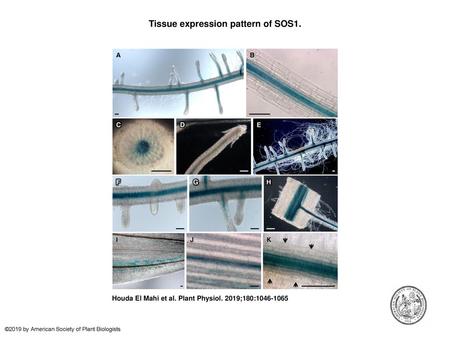 Tissue expression pattern of SOS1.