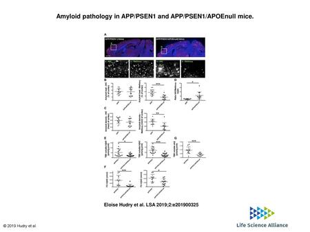 Amyloid pathology in APP/PSEN1 and APP/PSEN1/APOEnull mice.