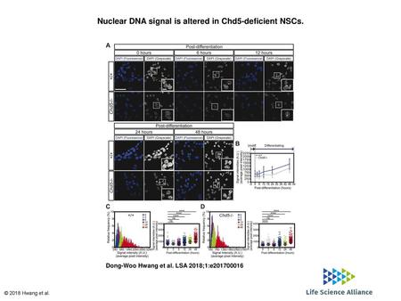 Nuclear DNA signal is altered in Chd5-deficient NSCs.