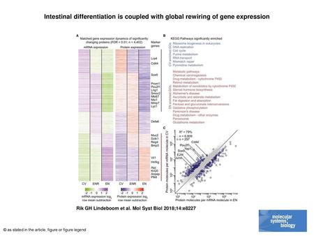 Intestinal differentiation is coupled with global rewiring of gene expression Intestinal differentiation is coupled with global rewiring of gene expression.