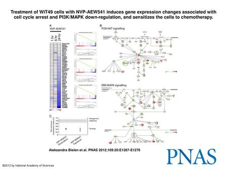 Treatment of WiT49 cells with NVP-AEW541 induces gene expression changes associated with cell cycle arrest and PI3K/MAPK down-regulation, and sensitizes.