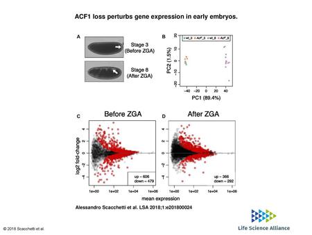 ACF1 loss perturbs gene expression in early embryos.