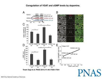 Coregulation of VGAT and cGMP levels by dopamine.