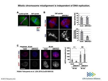 Mitotic chromosome misalignment is independent of DNA replication.