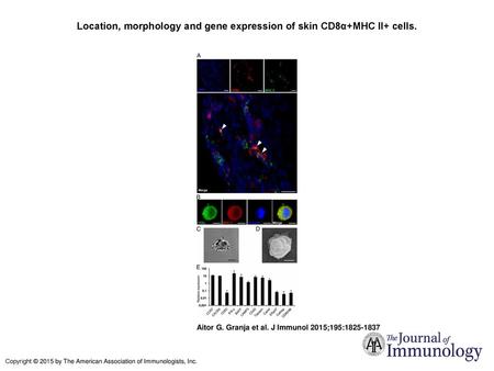 Location, morphology and gene expression of skin CD8α+MHC II+ cells.