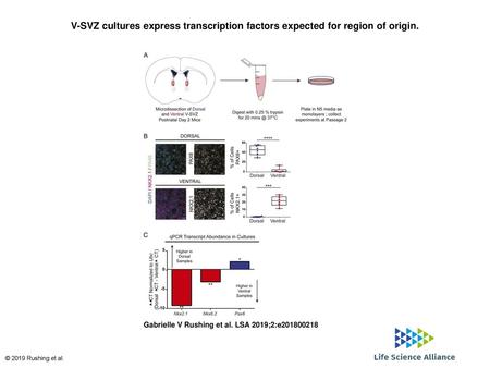 V-SVZ cultures express transcription factors expected for region of origin. V-SVZ cultures express transcription factors expected for region of origin.