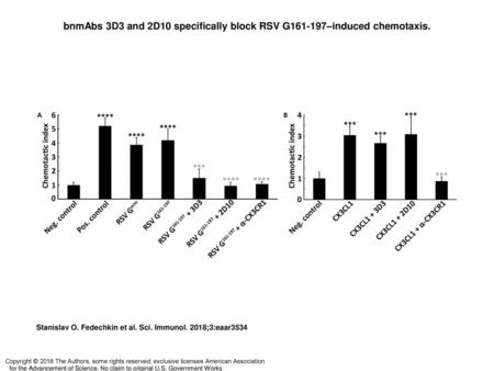 bnmAbs 3D3 and 2D10 specifically block RSV G –induced chemotaxis.