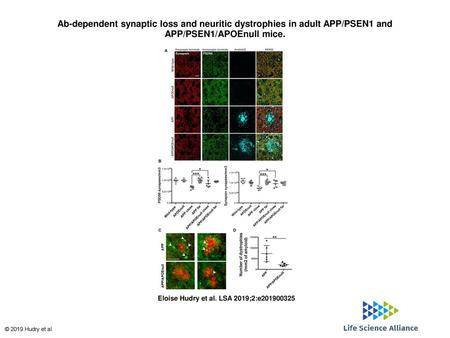 Ab-dependent synaptic loss and neuritic dystrophies in adult APP/PSEN1 and APP/PSEN1/APOEnull mice. Ab-dependent synaptic loss and neuritic dystrophies.