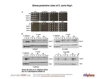 Stress-protective roles of C. auris Hog1.