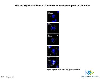 Relative expression levels of known mRNA selected as points of reference. Relative expression levels of known mRNA selected as points of reference. mRNA.