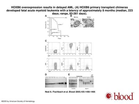 HOXB6 overexpression results in delayed AML