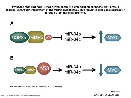 Proposed model of how USP2a-driven microRNA deregulation enhances MYC protein expression through impairment of the MDM2–p53 pathway. p53 regulates miR-34b/c.