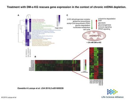 Treatment with DM-α-KG rescues gene expression in the context of chronic mtDNA depletion. Treatment with DM-α-KG rescues gene expression in the context.