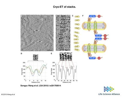 Cryo-ET of stacks. Cryo-ET of stacks. (A) Human Lnp was reconstituted with phospholipids at a 1:5 molar ratio. The sample was analyzed by cryo-ET at −3.