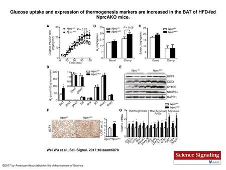 Glucose uptake and expression of thermogenesis markers are increased in the BAT of HFD-fed NprcAKO mice. Glucose uptake and expression of thermogenesis.