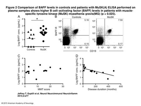 Figure 2 Comparison of BAFF levels in controls and patients with MuSK(A) ELISA performed on plasma samples shows higher B cell–activating factor (BAFF)