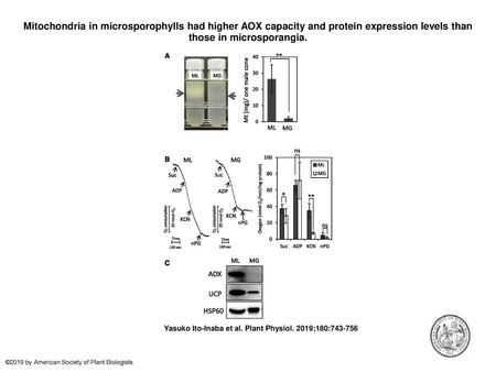 Mitochondria in microsporophylls had higher AOX capacity and protein expression levels than those in microsporangia. Mitochondria in microsporophylls had.