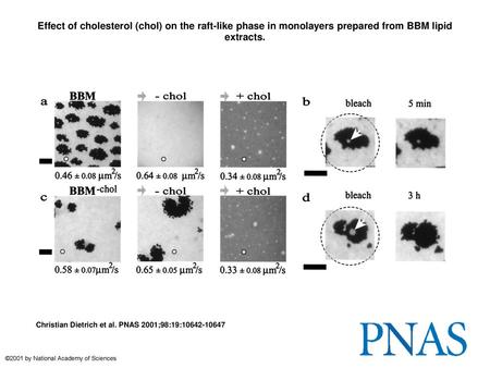 Effect of cholesterol (chol) on the raft-like phase in monolayers prepared from BBM lipid extracts. Effect of cholesterol (chol) on the raft-like phase.