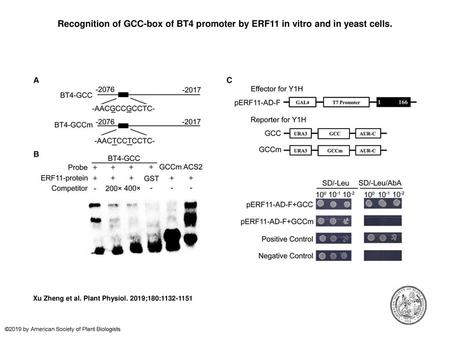 Recognition of GCC-box of BT4 promoter by ERF11 in vitro and in yeast cells. Recognition of GCC-box of BT4 promoter by ERF11 in vitro and in yeast cells.