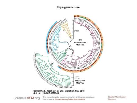 Phylogenetic tree. Phylogenetic tree. Shown are circle phylogram relationships for known genotypes of HRV-A, HRV-B, and HRV-C. The tree was calculated.