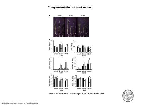 Complementation of sos1 mutant.