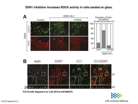 DDR1 inhibition increases ROCK activity in cells seeded on glass.