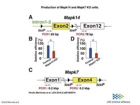 Production of Mapk14 and Mapk7 KO cells.