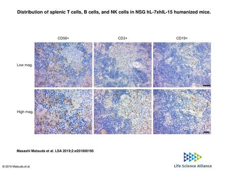 Distribution of splenic T cells, B cells, and NK cells in NSG hL-7xhIL-15 humanized mice. Distribution of splenic T cells, B cells, and NK cells in NSG.