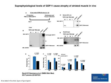 Supraphysiological levels of GDF11 cause atrophy of striated muscle in vivo Supraphysiological levels of GDF11 cause atrophy of striated muscle in vivo.