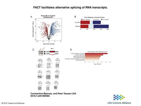 FACT facilitates alternative splicing of RNA transcripts.