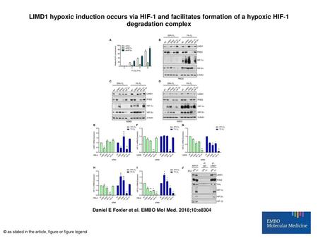 LIMD1 hypoxic induction occurs via HIF‐1 and facilitates formation of a hypoxic HIF‐1 degradation complex LIMD1 hypoxic induction occurs via HIF‐1 and.