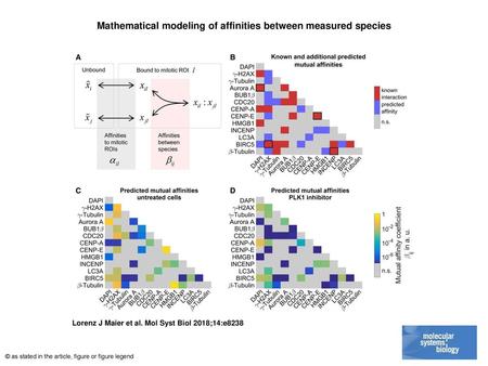 Mathematical modeling of affinities between measured species