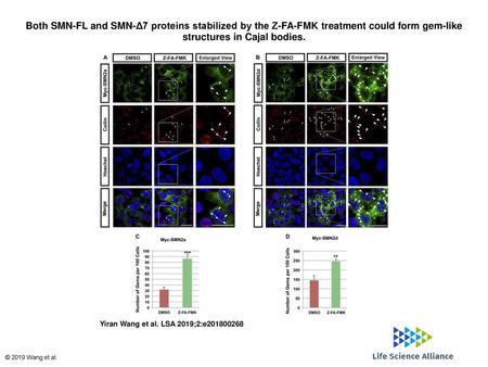 Both SMN-FL and SMN-Δ7 proteins stabilized by the Z-FA-FMK treatment could form gem-like structures in Cajal bodies. Both SMN-FL and SMN-Δ7 proteins stabilized.