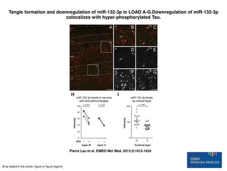 Tangle formation and downregulation of miR‐132‐3p in LOAD A‐G