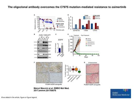 The oligoclonal antibody overcomes the C797S mutation‐mediated resistance to osimertinib The oligoclonal antibody overcomes the C797S mutation‐mediated.